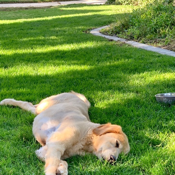 Meet your Posher, Jolene - Picture 3 of 7